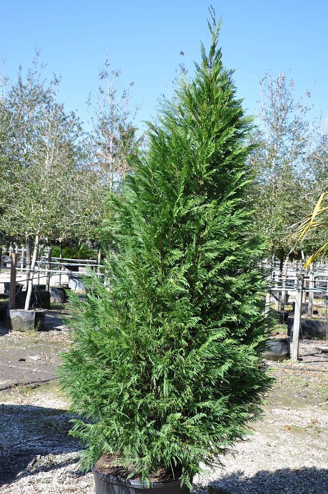 juniperus-virginiana-silicicola-southern-red-cedar