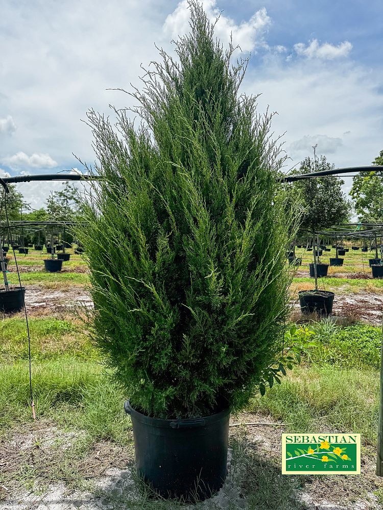 juniperus-virginiana-silicicola-southern-red-cedar