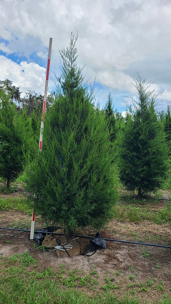 juniperus-virginiana-silicicola-southern-red-cedar