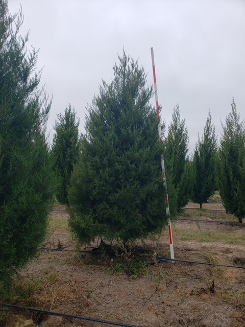 juniperus-virginiana-silicicola-southern-red-cedar