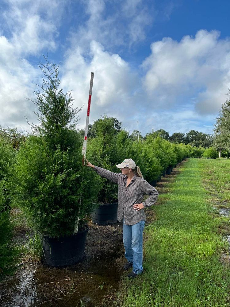 juniperus-virginiana-silicicola-southern-red-cedar