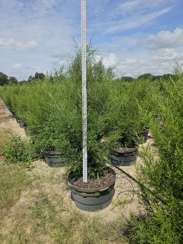 juniperus-virginiana-silicicola-southern-red-cedar