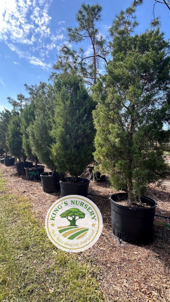 juniperus-virginiana-silicicola-southern-red-cedar