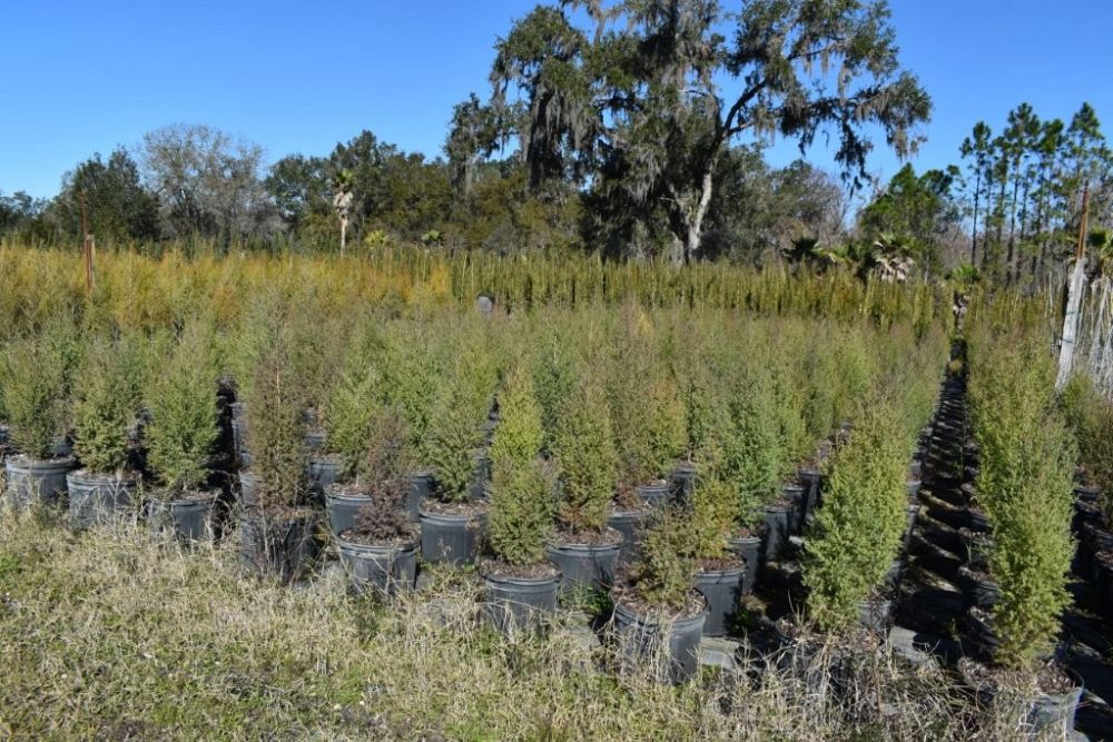 juniperus-virginiana-silicicola-southern-red-cedar