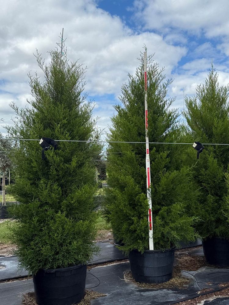 juniperus-virginiana-silicicola-southern-red-cedar