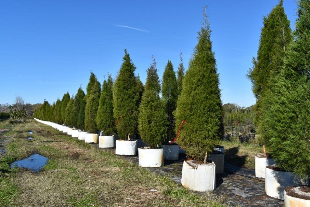 juniperus-virginiana-silicicola-southern-red-cedar