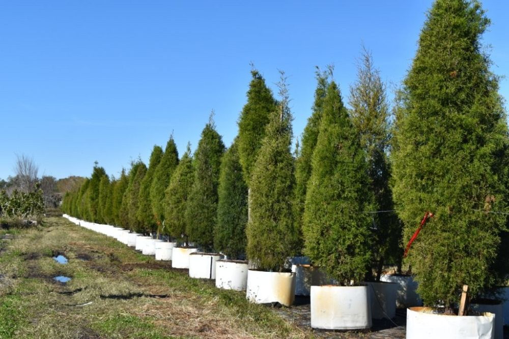 juniperus-virginiana-silicicola-southern-red-cedar