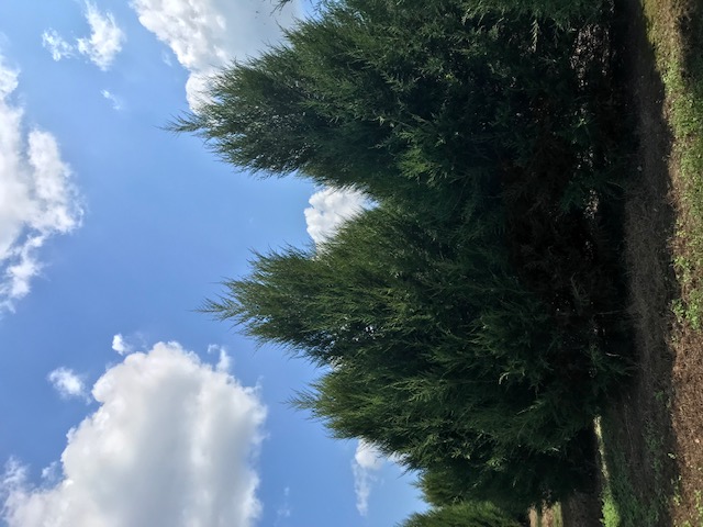 juniperus-virginiana-tapestry-eastern-red-cedar