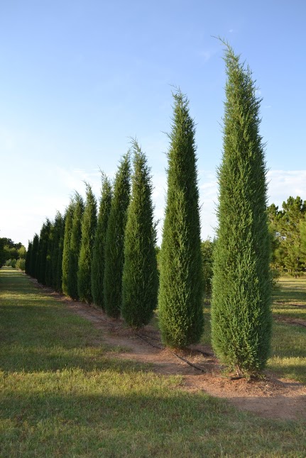 Big Red Tree Farms | plantANT.com