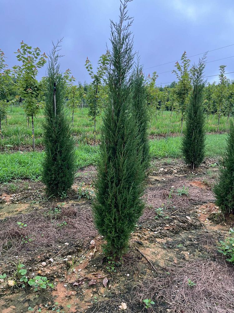 juniperus-virginiana-taylor-eastern-red-cedar