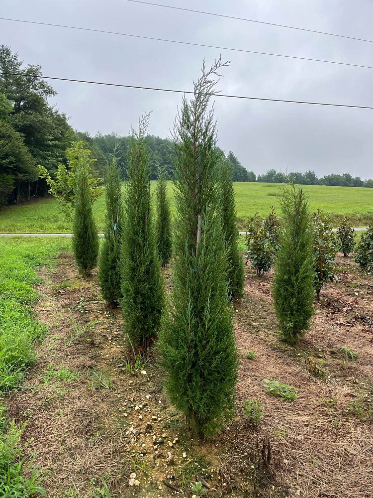 juniperus-virginiana-taylor-eastern-red-cedar