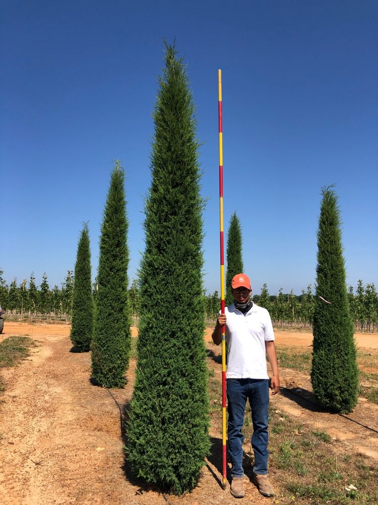 juniperus-virginiana-taylor-eastern-red-cedar