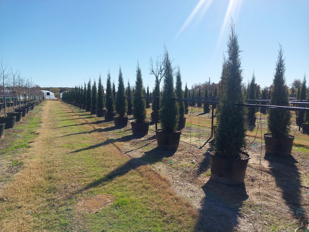 juniperus-virginiana-taylor-eastern-red-cedar