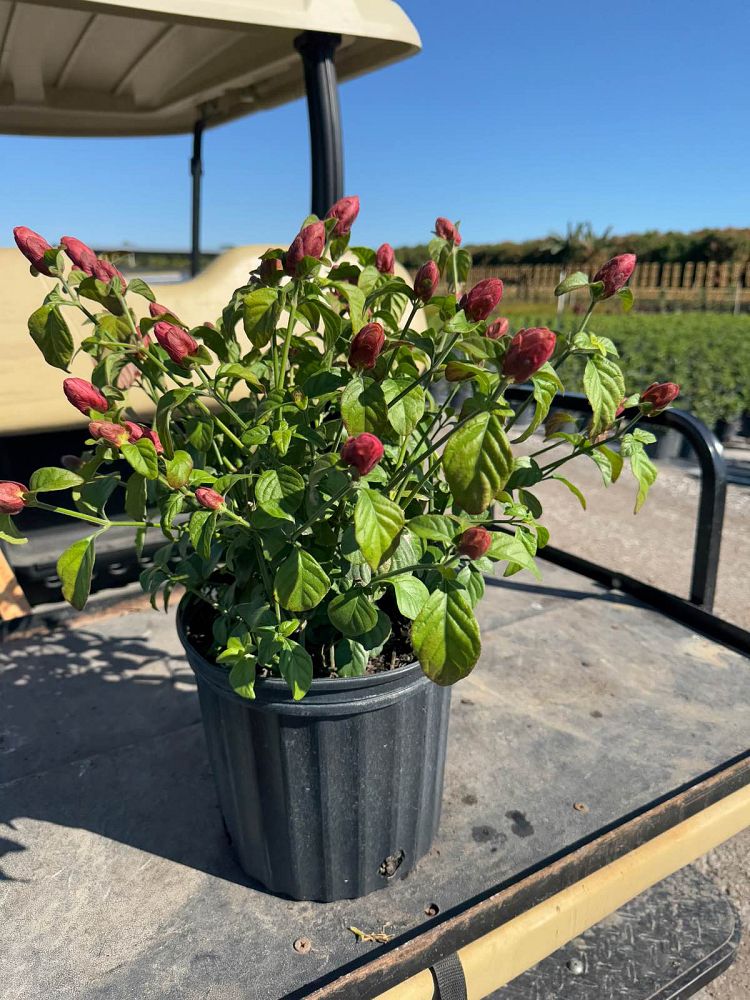 justicia-brandegeana-red-pincone-shrimp-plant