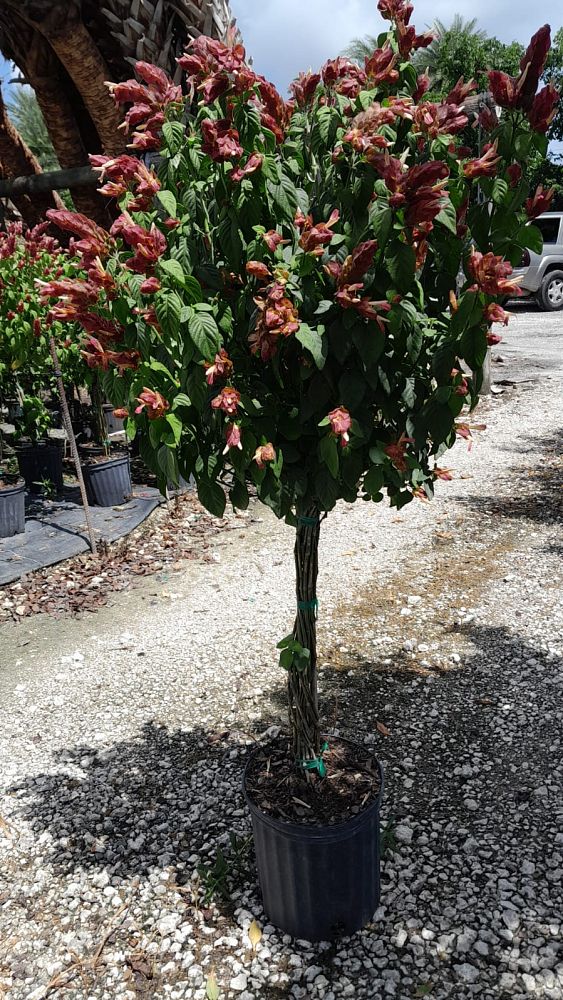 justicia-brandegeana-red-pincone-shrimp-plant