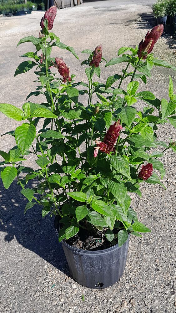 justicia-brandegeana-red-pincone-shrimp-plant