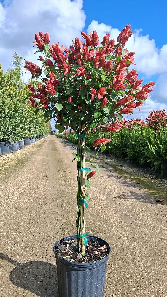 justicia-brandegeana-red-pincone-shrimp-plant