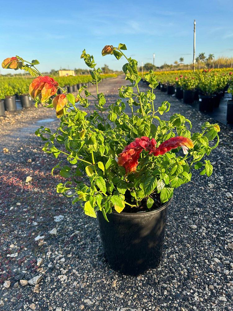 justicia-brandegeana-red-shrimp-plant-beloperone-guttata