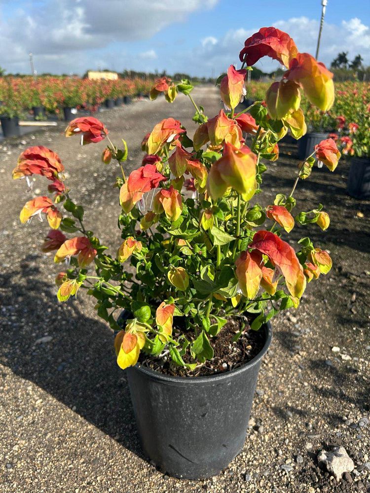 justicia-brandegeana-red-shrimp-plant-beloperone-guttata