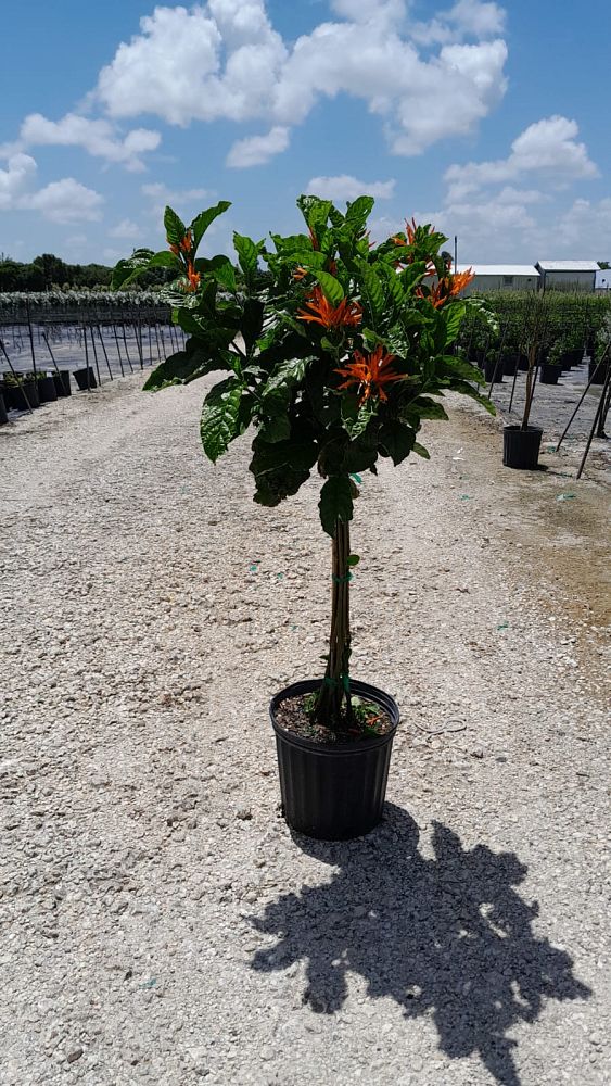 justicia-spicigera-mexican-honeysuckle-orange-plume-justicia-ghiesbreghtiana