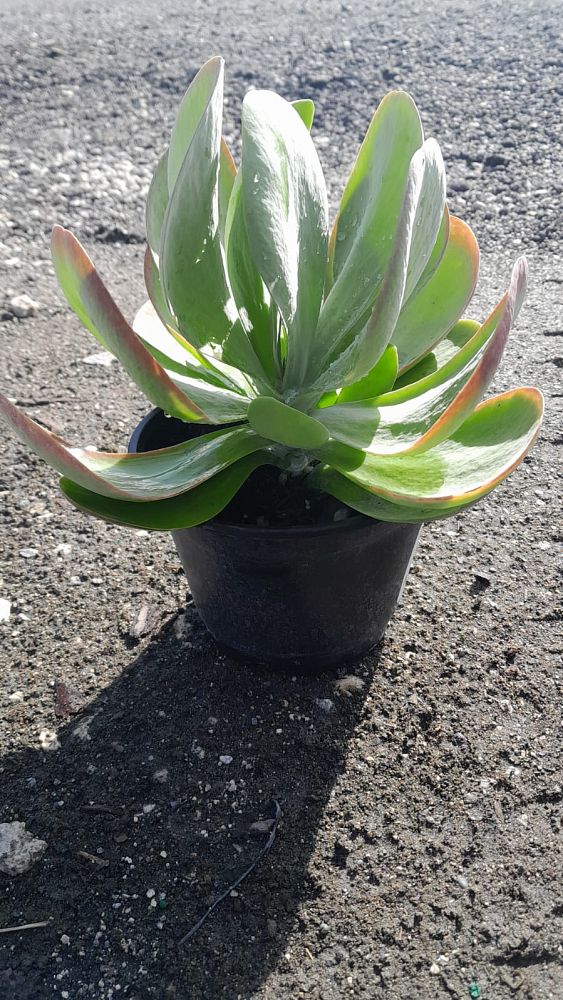 kalanchoe-thyrsiflora-flapjack