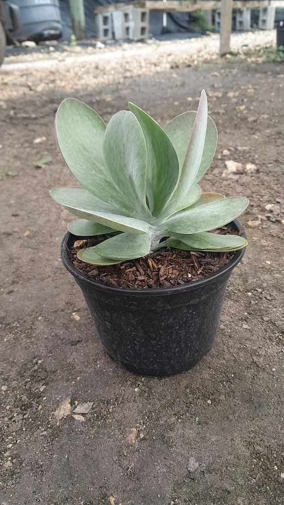 kalanchoe-thyrsiflora-flapjack