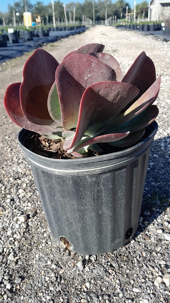 kalanchoe-thyrsiflora-flapjack