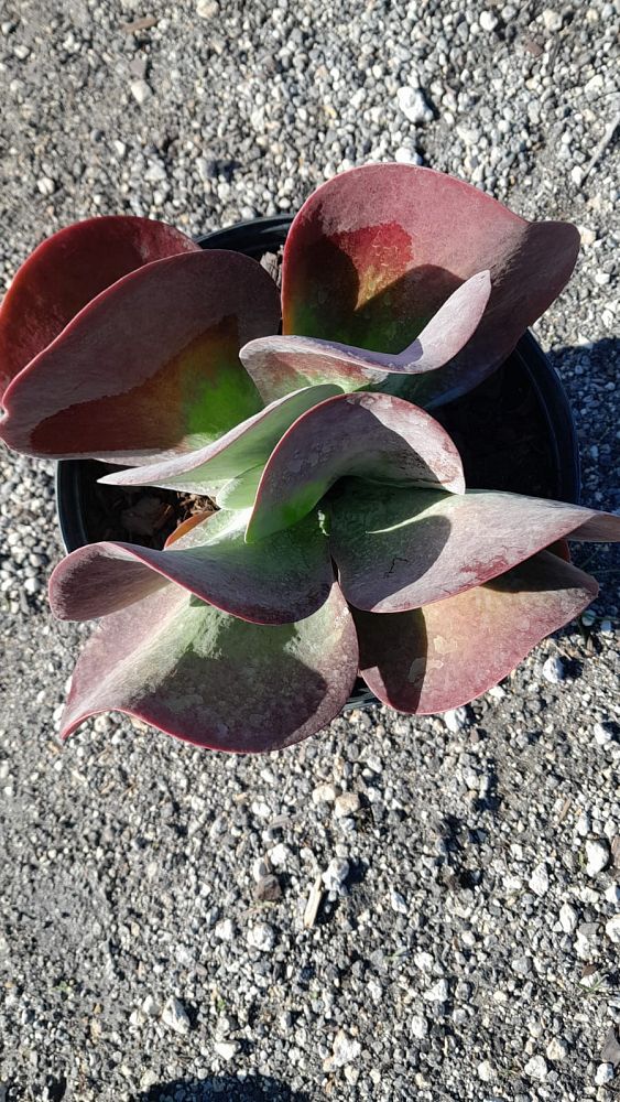 kalanchoe-thyrsiflora-flapjack