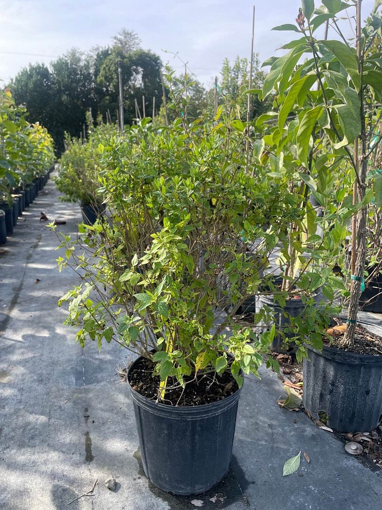 koanophyllon-villosum-abre-camino-florida-shrub-thoroughwort