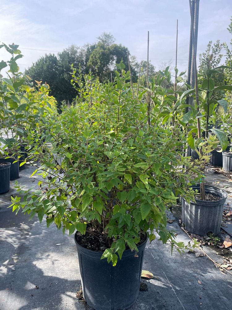 koanophyllon-villosum-abre-camino-florida-shrub-thoroughwort