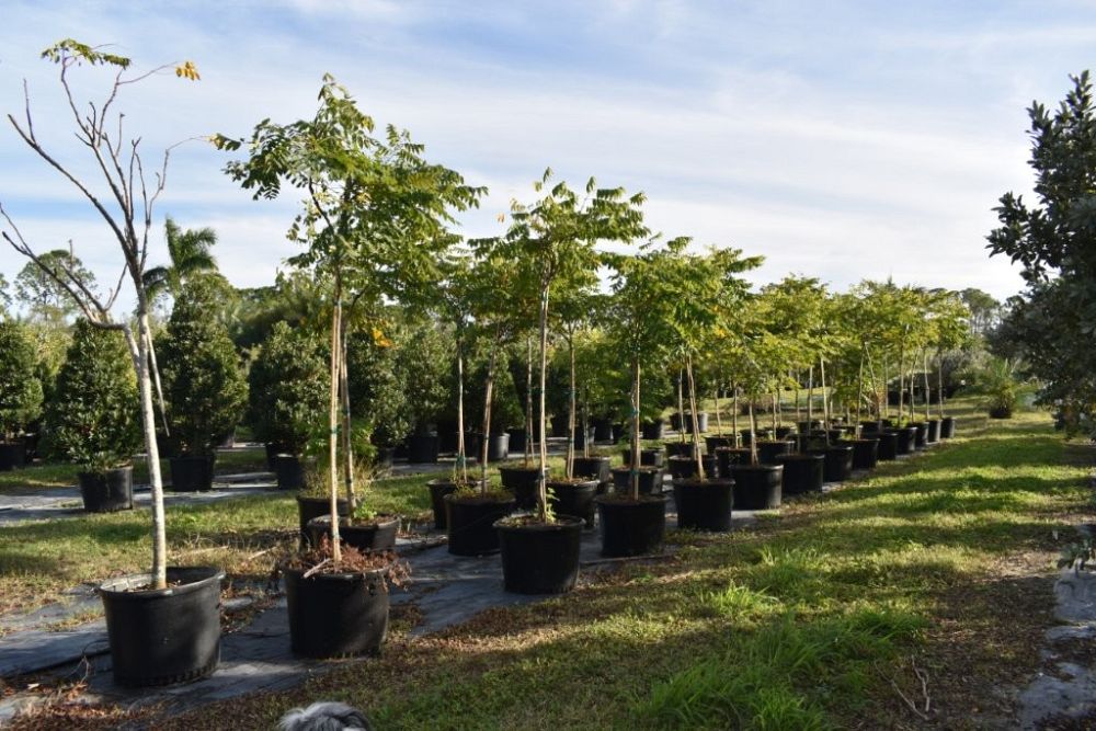 koelreuteria-elegans-golden-rain-tree