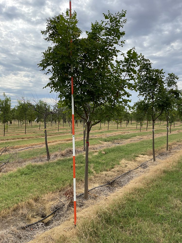 koelreuteria-paniculata-goldenrain-tree