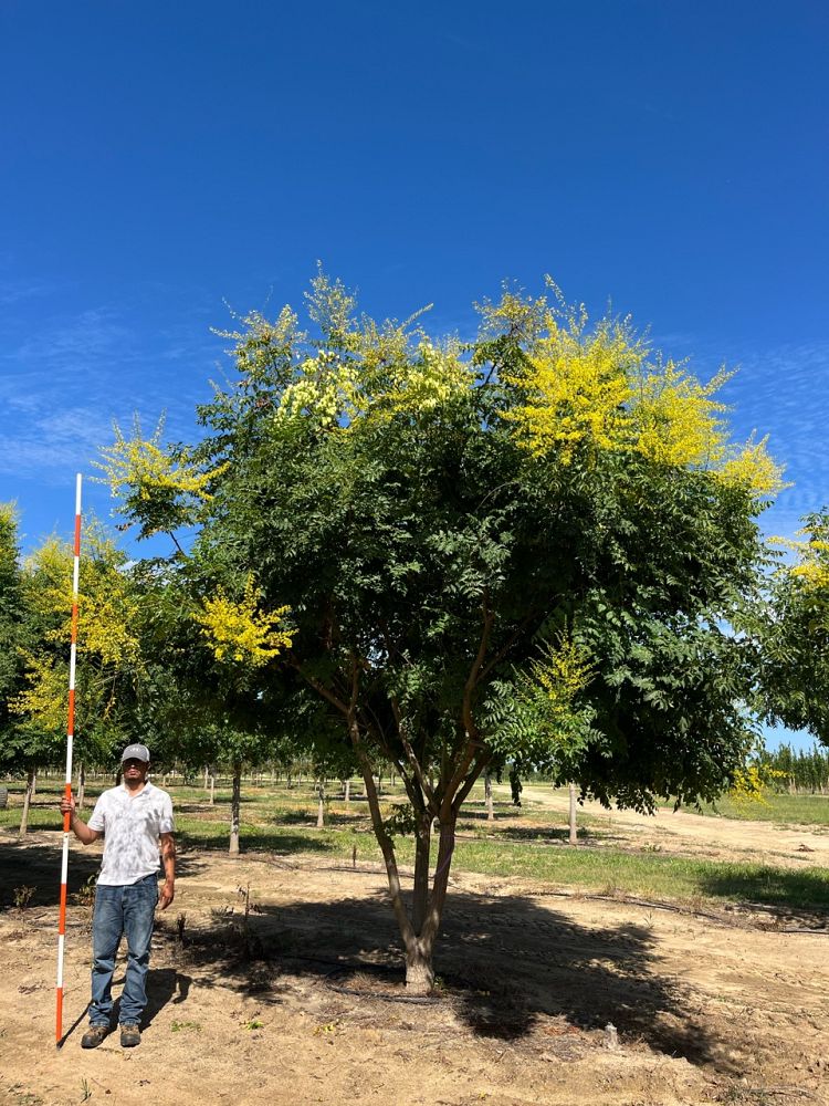 koelreuteria-paniculata-goldenrain-tree