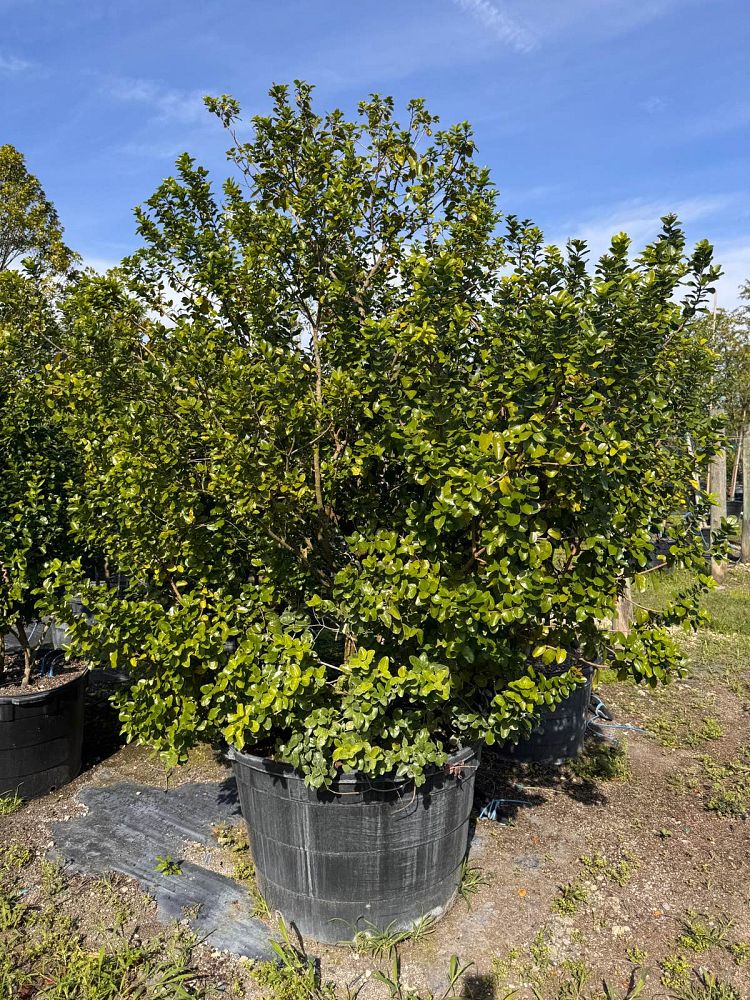 krugiodendron-ferreum-black-ironwood