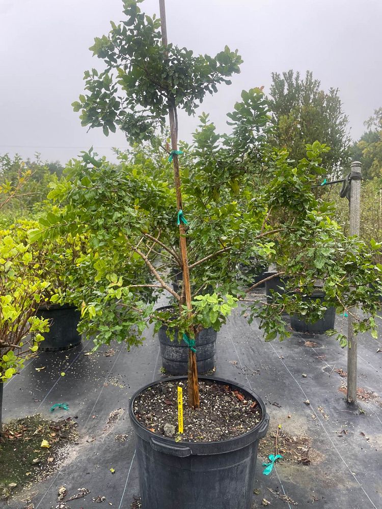 krugiodendron-ferreum-black-ironwood