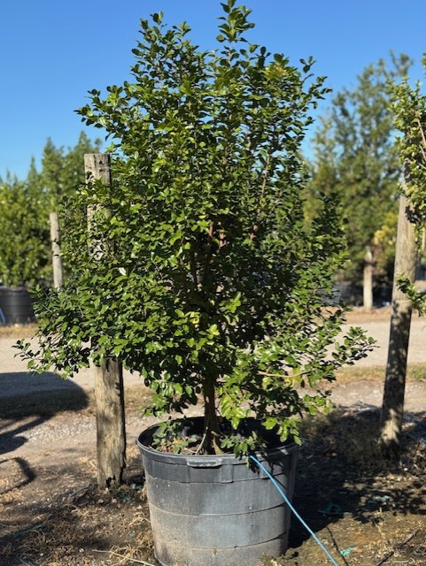 krugiodendron-ferreum-black-ironwood