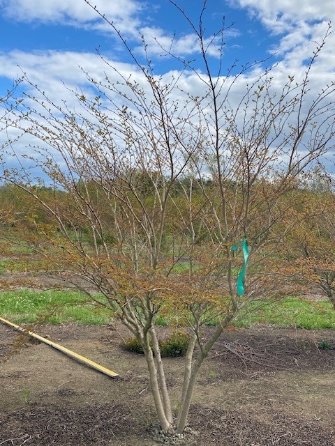 lagerstroemia-acoma-crape-myrtle