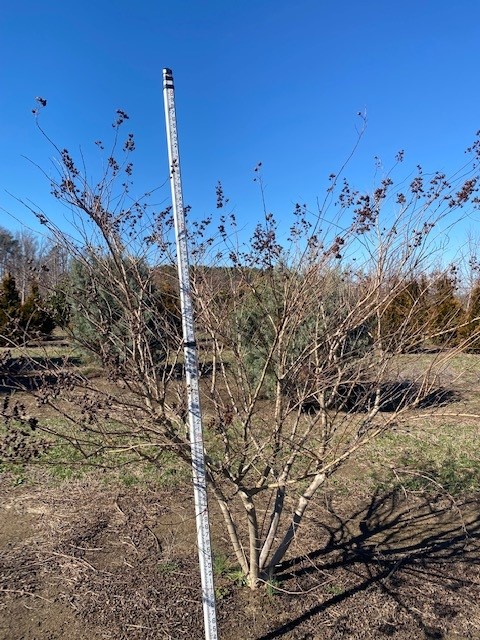 lagerstroemia-acoma-crape-myrtle