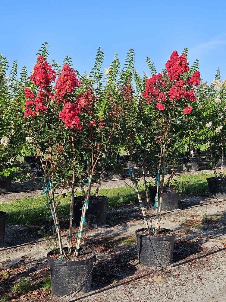 lagerstroemia-arapaho-crape-myrtle