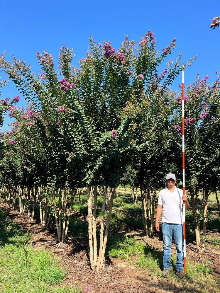 lagerstroemia-autauga-crape-myrtle