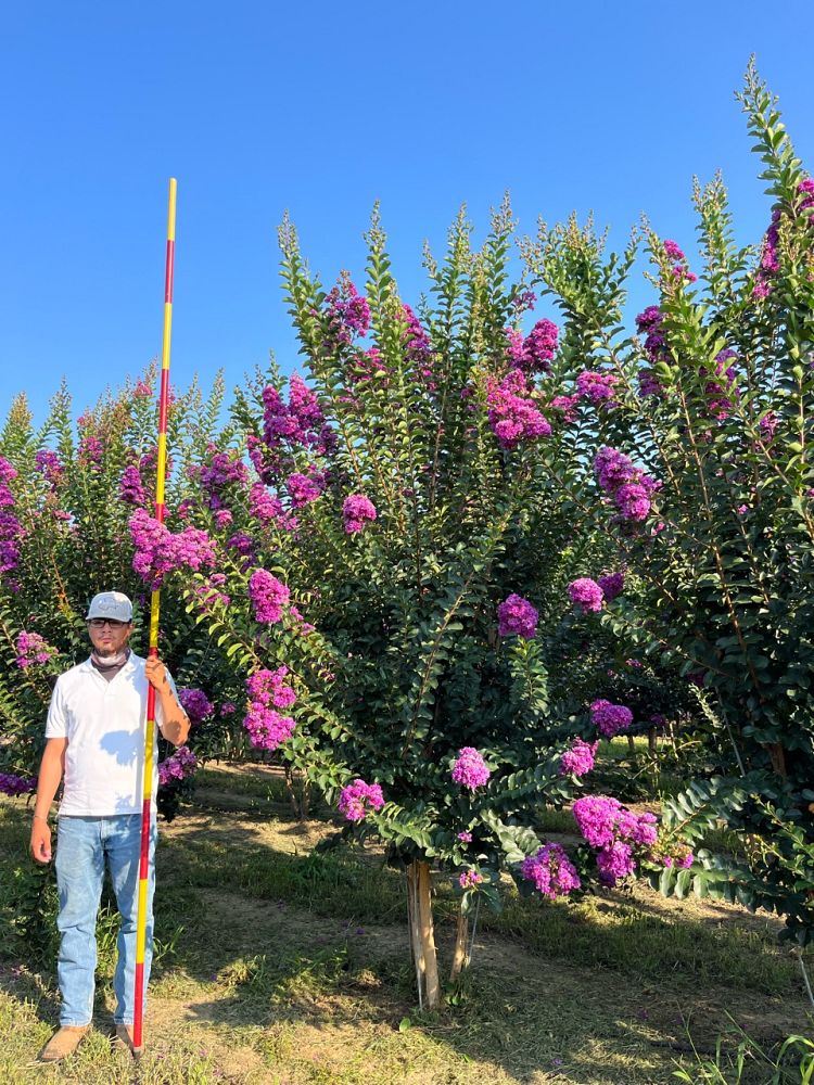 lagerstroemia-autauga-crape-myrtle