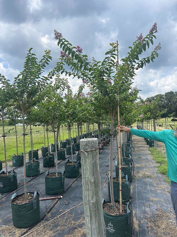 lagerstroemia-basham-s-party-pink-crape-myrtle