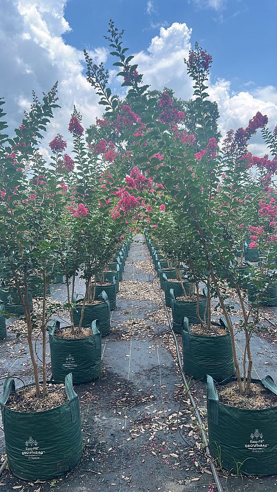 lagerstroemia-basham-s-party-pink-crape-myrtle