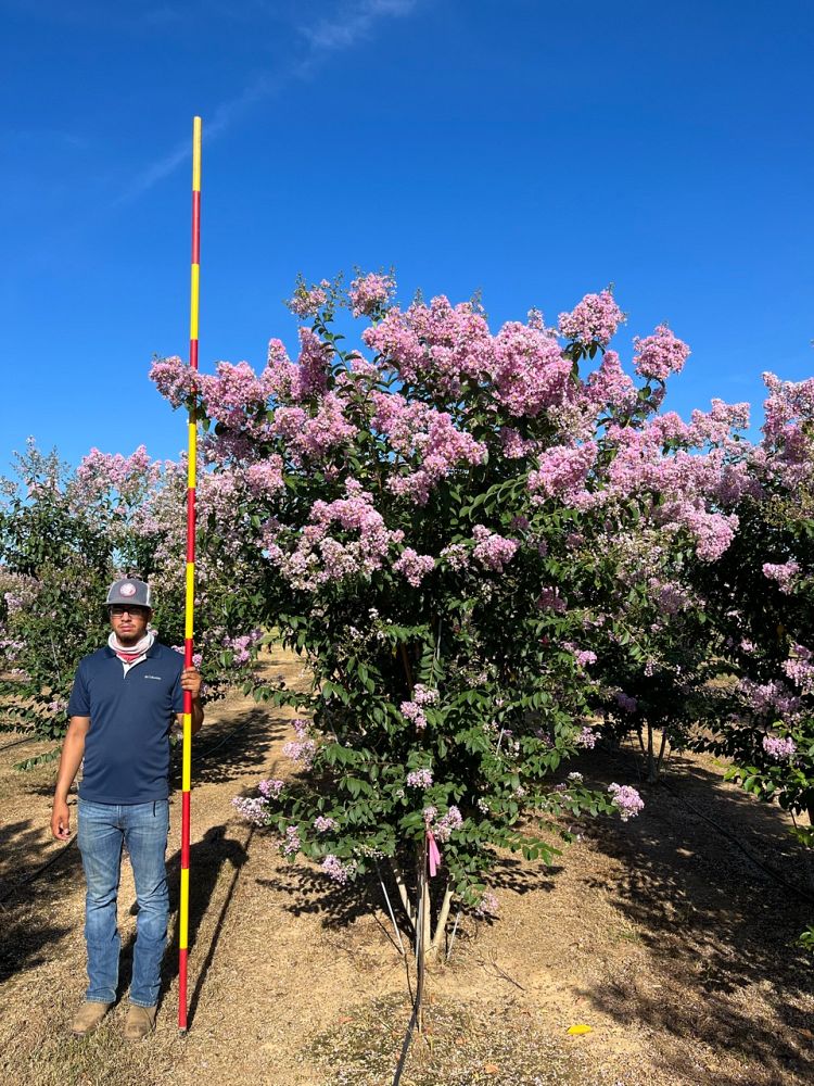 lagerstroemia-basham-s-party-pink-crape-myrtle