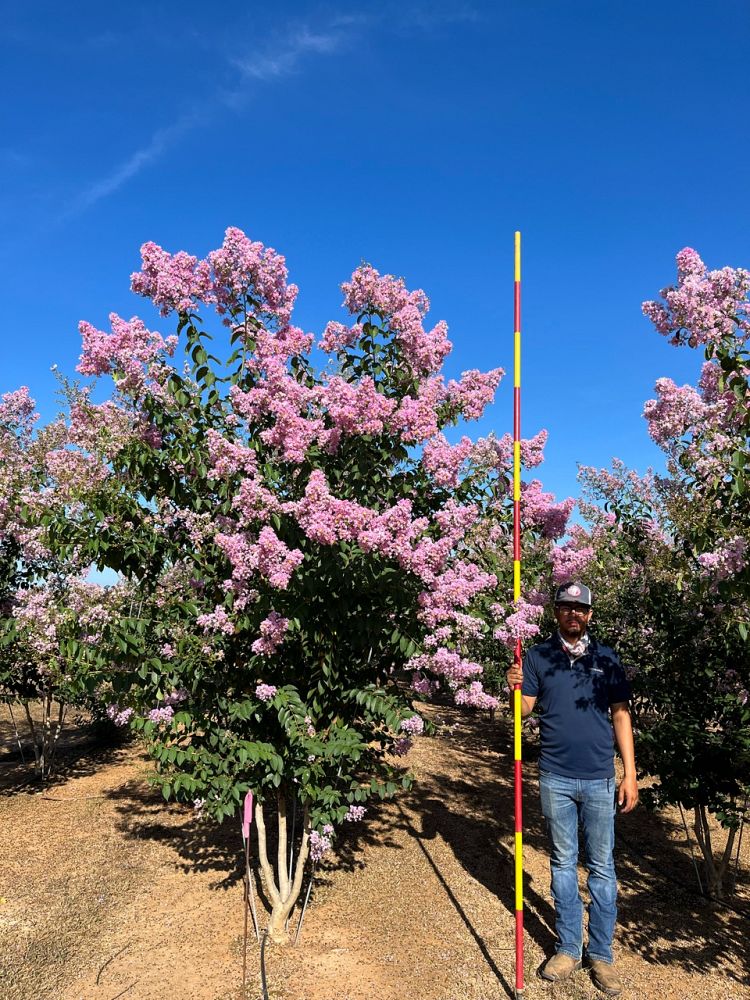 lagerstroemia-basham-s-party-pink-crape-myrtle