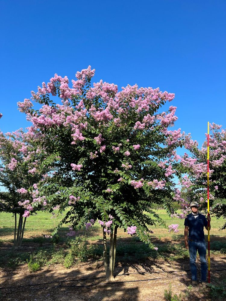 lagerstroemia-basham-s-party-pink-crape-myrtle