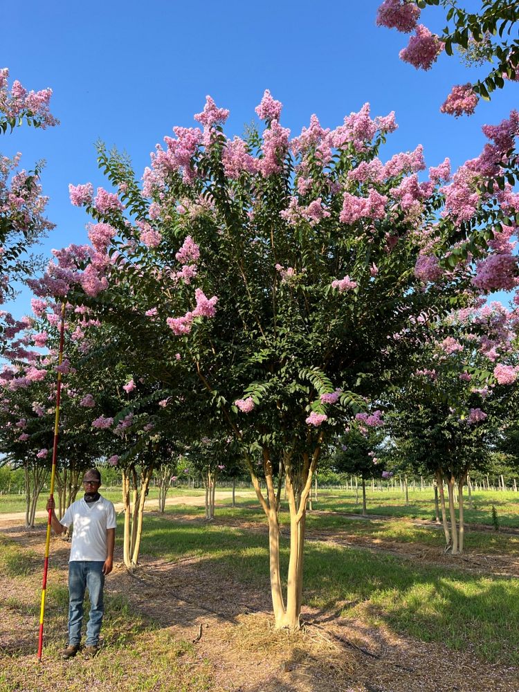 lagerstroemia-basham-s-party-pink-crape-myrtle