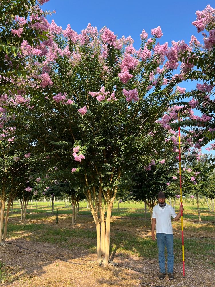 lagerstroemia-basham-s-party-pink-crape-myrtle