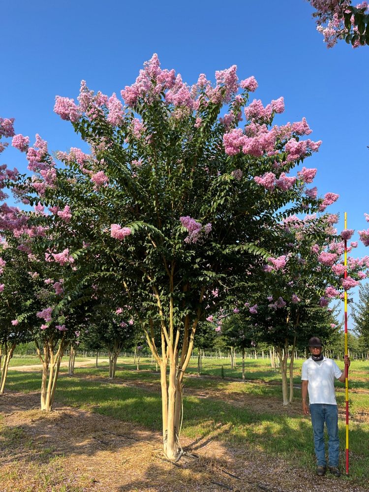 lagerstroemia-basham-s-party-pink-crape-myrtle