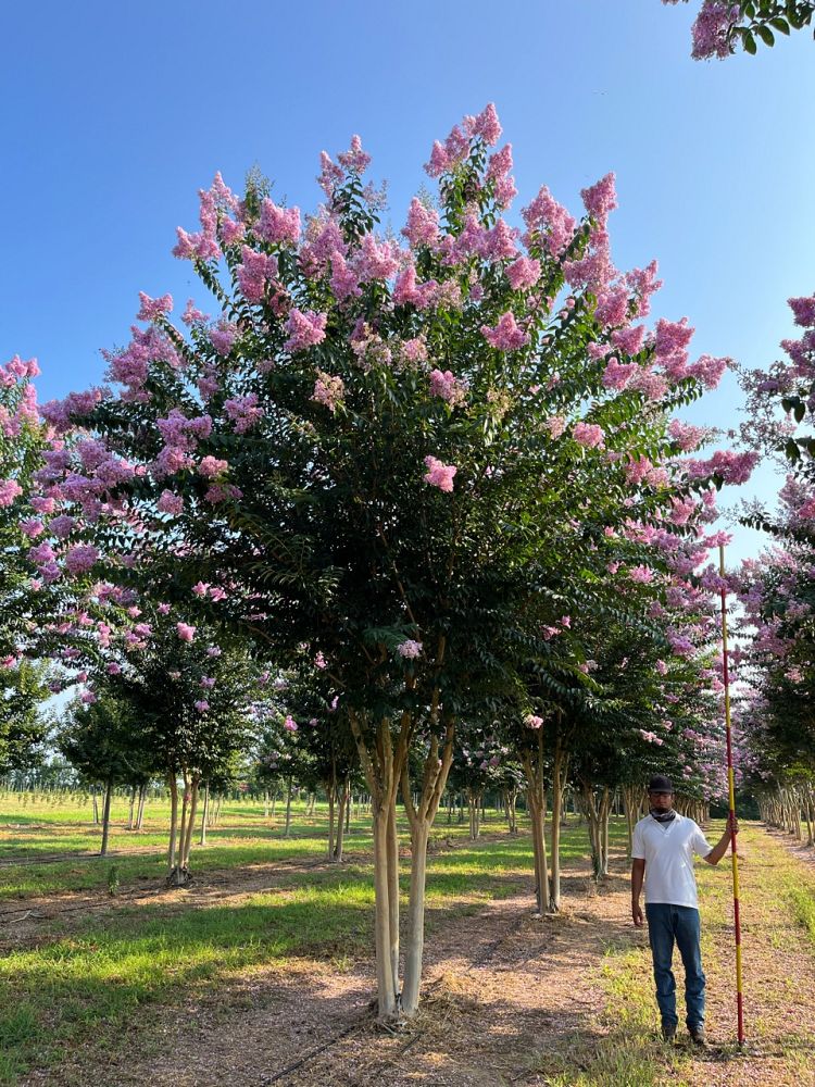 lagerstroemia-basham-s-party-pink-crape-myrtle